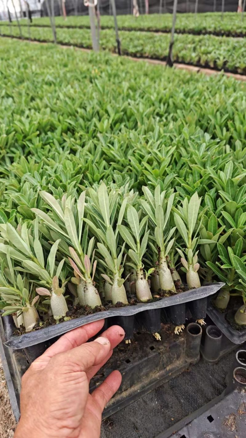 沙漠梅槐苗有量批发