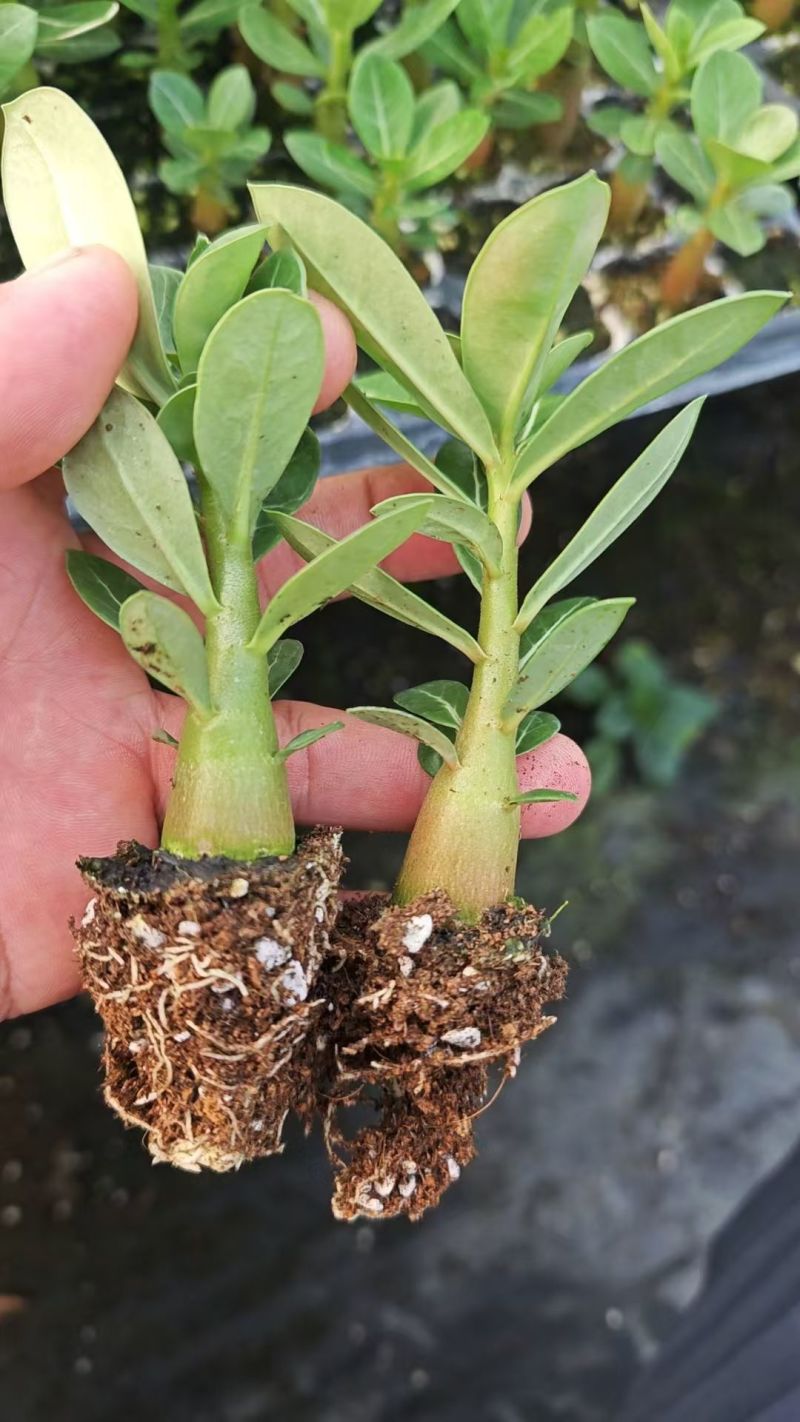 沙漠梅槐苗有量批发