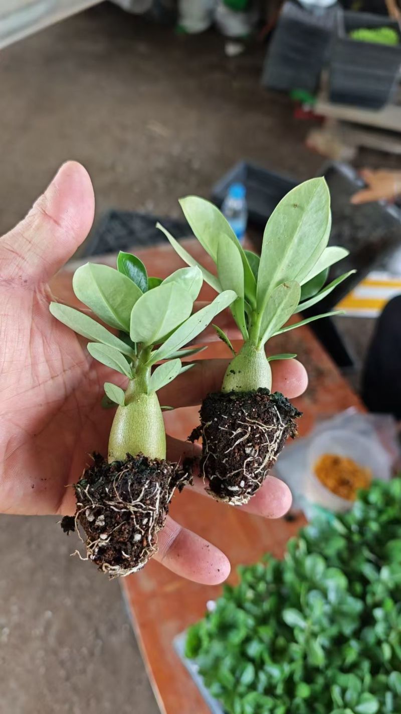 沙漠梅槐苗有量批发