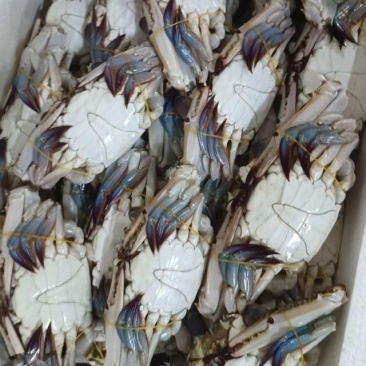 梭子蟹，飞蟹，冻蟹