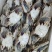 梭子蟹，飞蟹，冻蟹