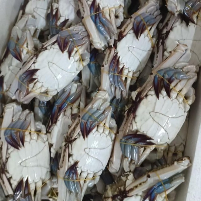 梭子蟹，飞蟹，冻蟹