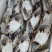 梭子蟹，飞蟹，冻蟹