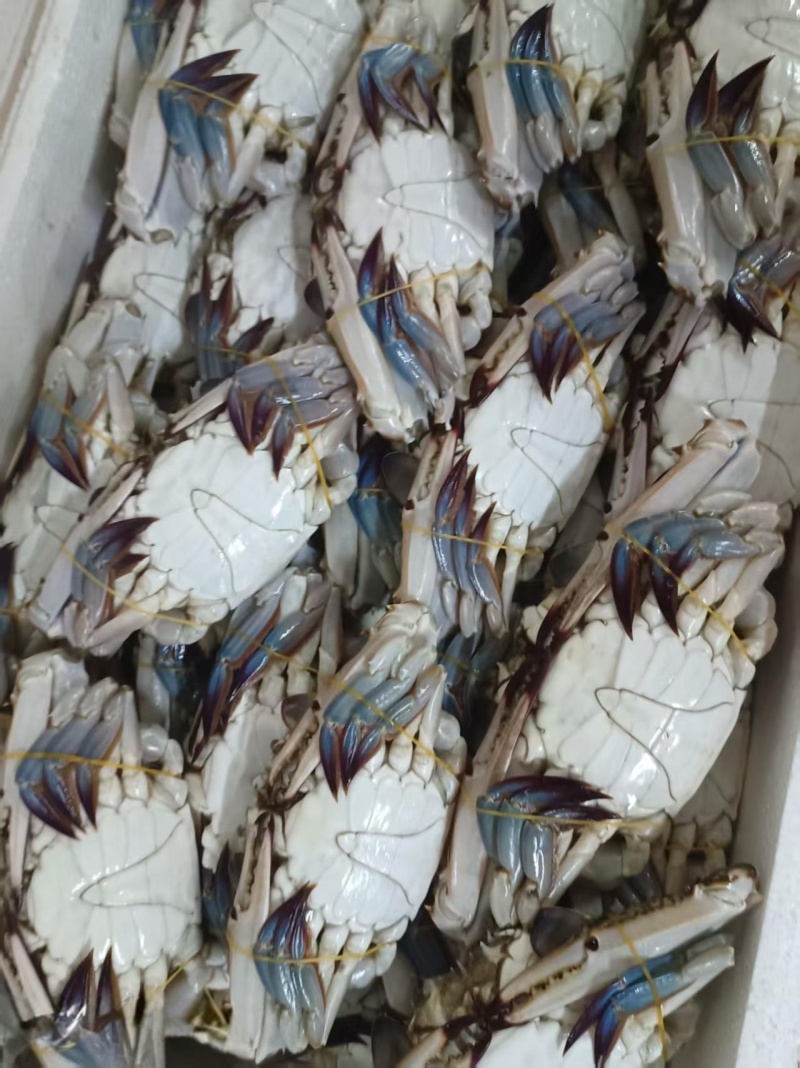 梭子蟹，飞蟹，冻蟹