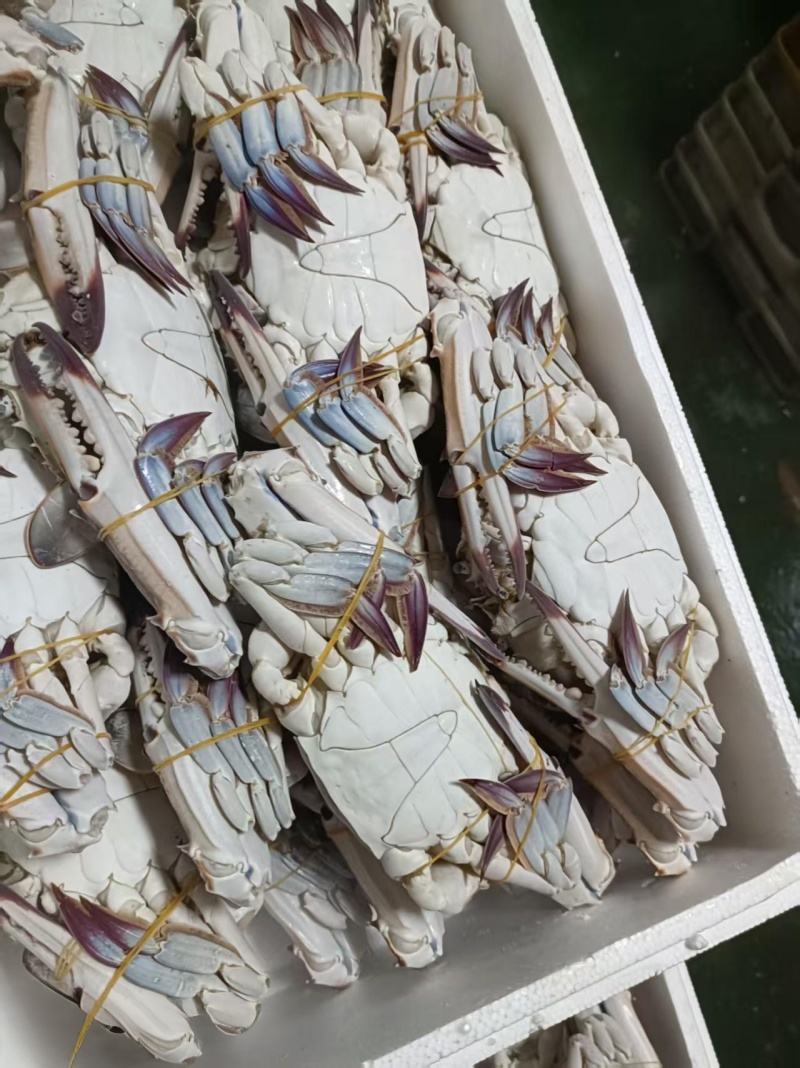 梭子蟹，飞蟹，冻蟹