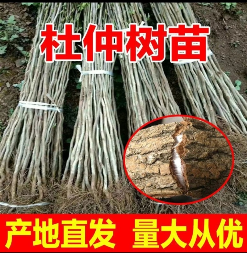 杜仲苗木本中药材南北方均适宜栽植包技术包邮