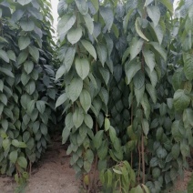 杜仲苗木本中药材南北方均适宜栽植包技术包邮
