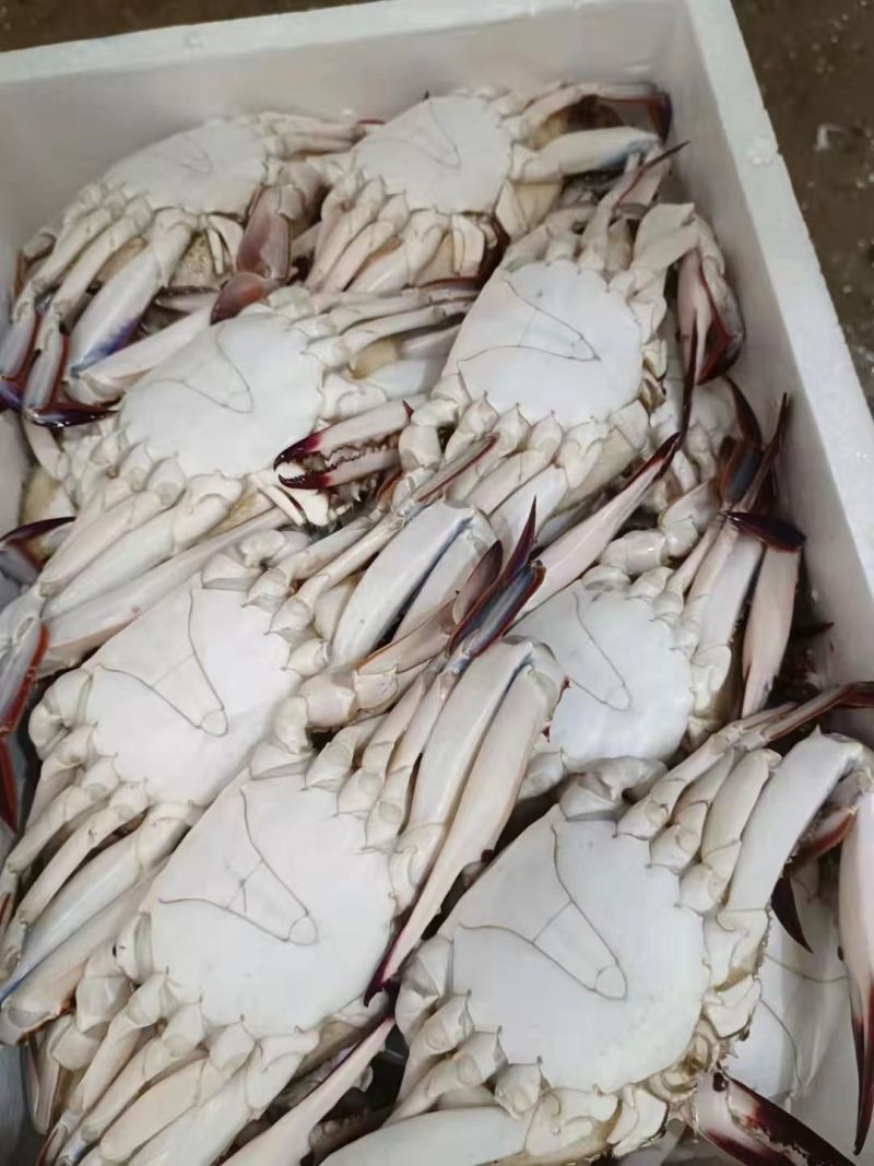 梭子蟹，飞蟹，冻蟹