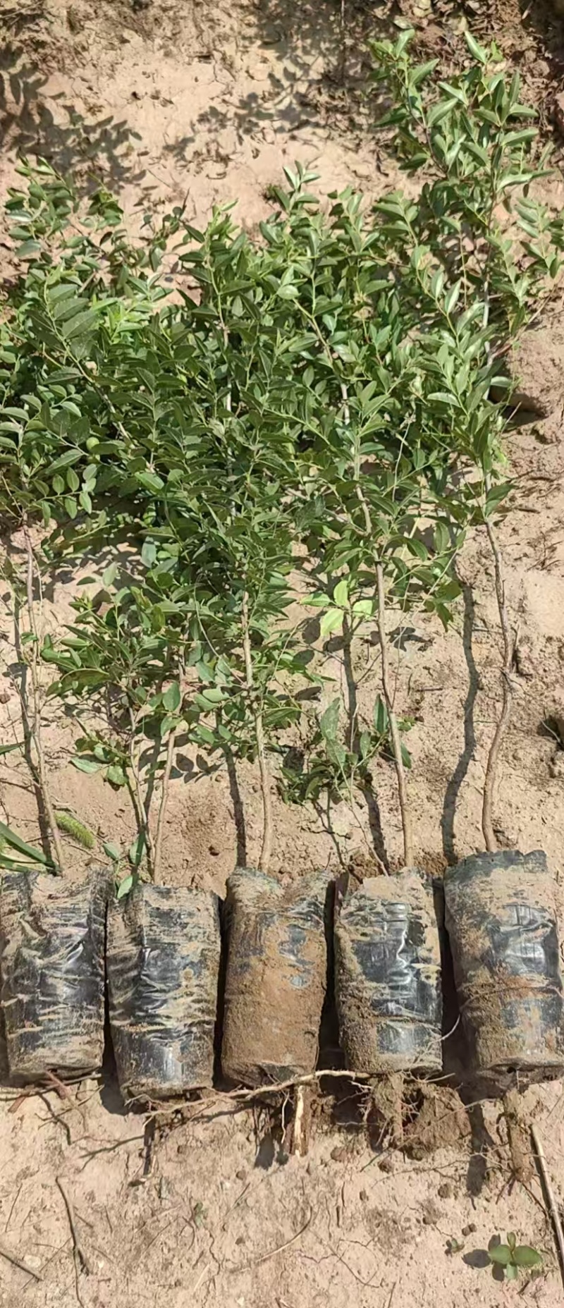 枣树苗树苗冬枣树苗蟠枣树苗二代冬枣树苗，芽变新品种冬枣树