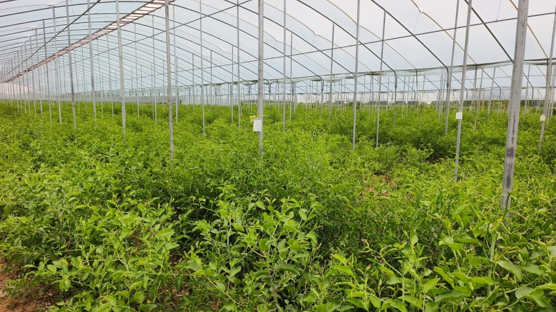 枣树苗树苗冬枣树苗蟠枣树苗二代冬枣树苗，芽变新品种冬枣树