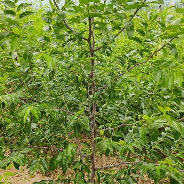 枣树苗树苗冬枣树苗蟠枣树苗二代冬枣树苗，芽变新品种冬枣树