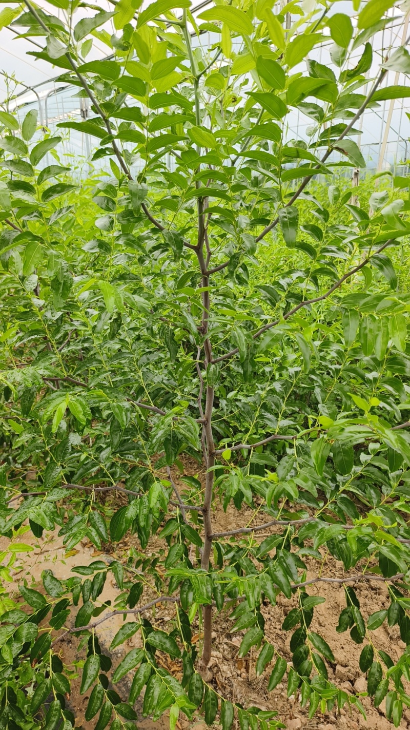 枣树苗树苗冬枣树苗蟠枣树苗二代冬枣树苗，芽变新品种冬枣树