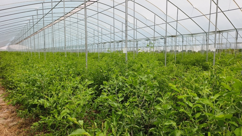 枣树苗树苗冬枣树苗蟠枣树苗二代冬枣树苗，芽变新品种冬枣树
