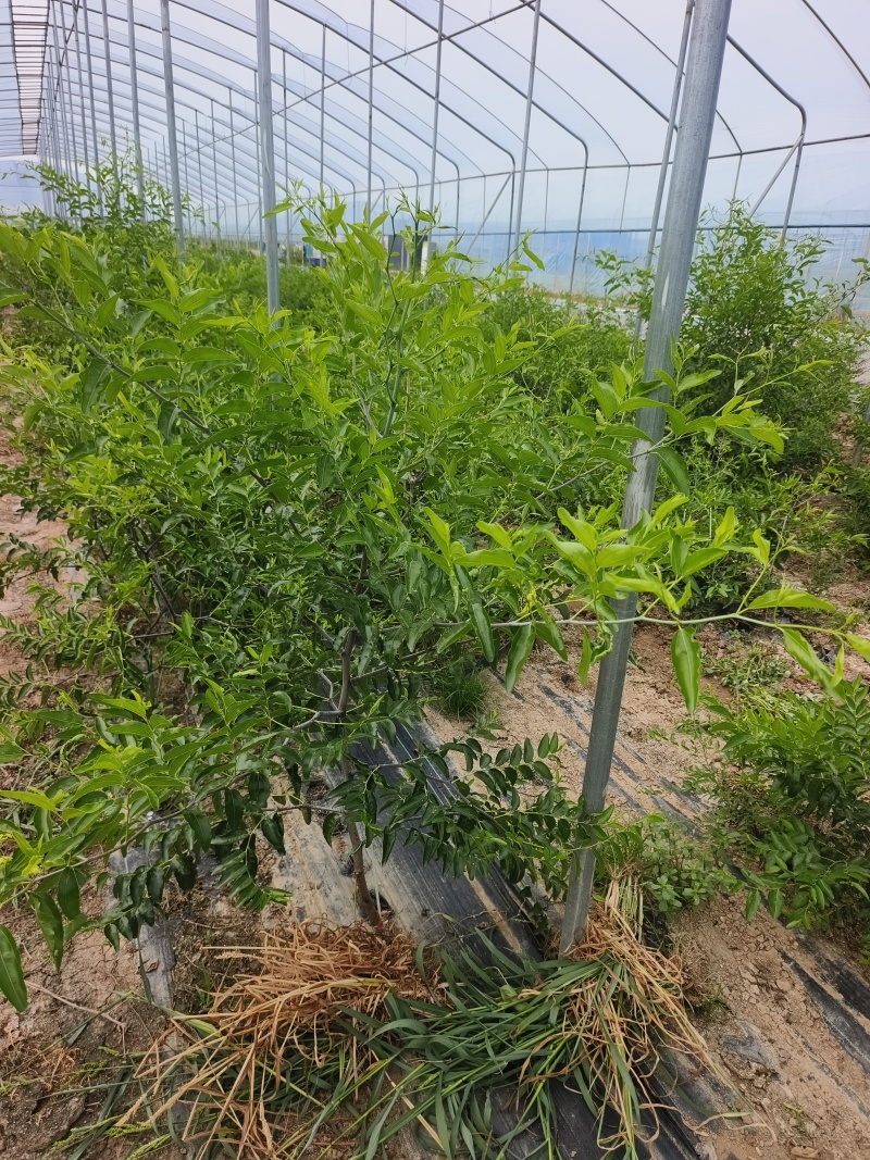 枣树苗树苗冬枣树苗蟠枣树苗二代冬枣树苗，芽变新品种冬枣树