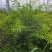 枣树苗树苗冬枣树苗蟠枣树苗二代冬枣树苗，芽变新品种冬枣树