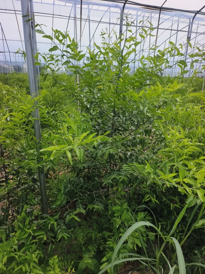 枣树苗树苗冬枣树苗蟠枣树苗二代冬枣树苗，芽变新品种冬枣树