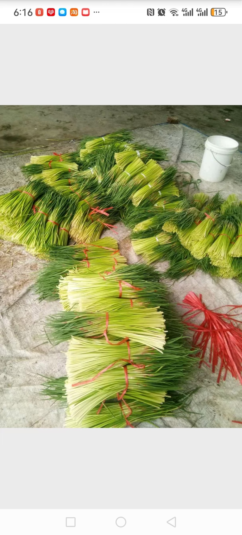 蒜苔诚信良心果蔬购销红毛蒜苔临沂平邑