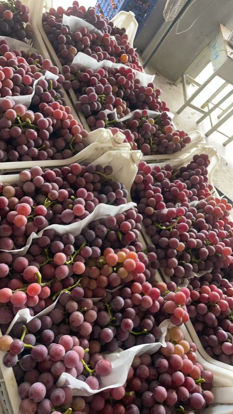 巨峰葡萄大量上市有量的老板看过来几百万斤待下树