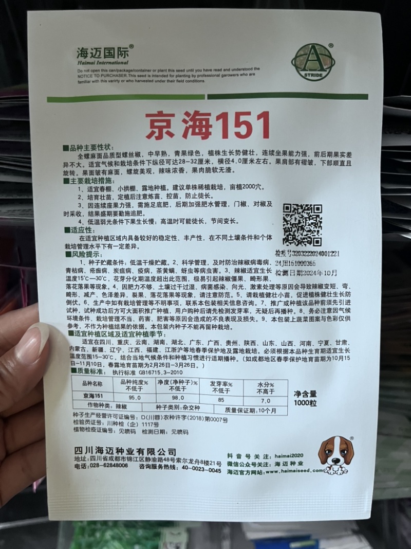 辣椒种子，全螺麻面品质型螺丝椒中早熟，青果绿色