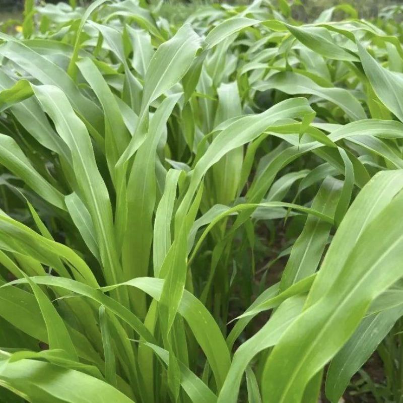 墨西哥玉米草种耐旱优质牧草种子养殖牛羊品质佳
