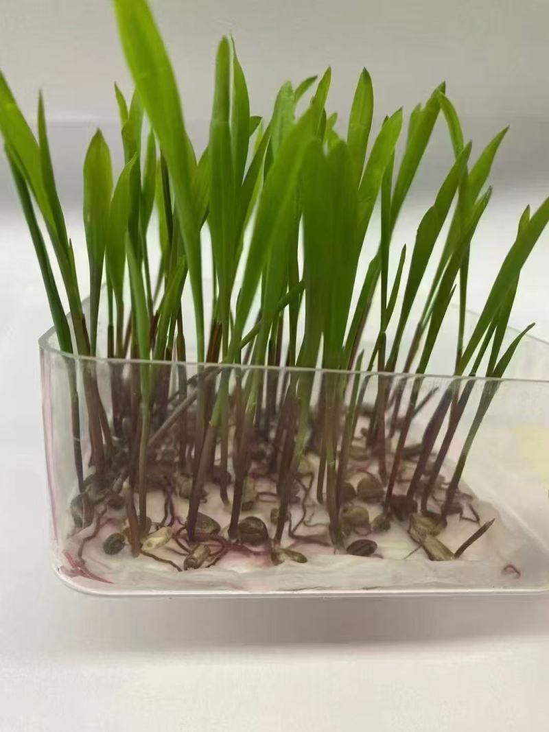 墨西哥玉米草种耐旱优质牧草种子养殖牛羊品质佳