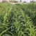墨西哥玉米草种耐旱优质牧草种子养殖牛羊品质佳