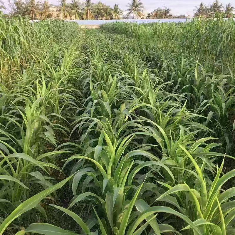 墨西哥玉米草种耐旱优质牧草种子养殖牛羊品质佳