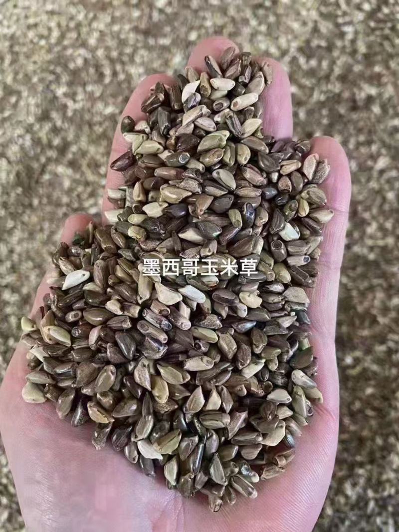 墨西哥玉米草种耐旱优质牧草种子养殖牛羊品质佳