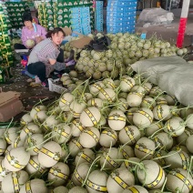 美华牛三网纹瓜种植产地网好大棚定货糖度高诚信代收