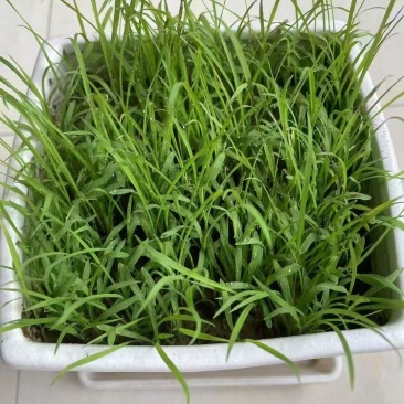 百喜草种籽快速复绿百喜草种子耐高温护坡固土工程绿化