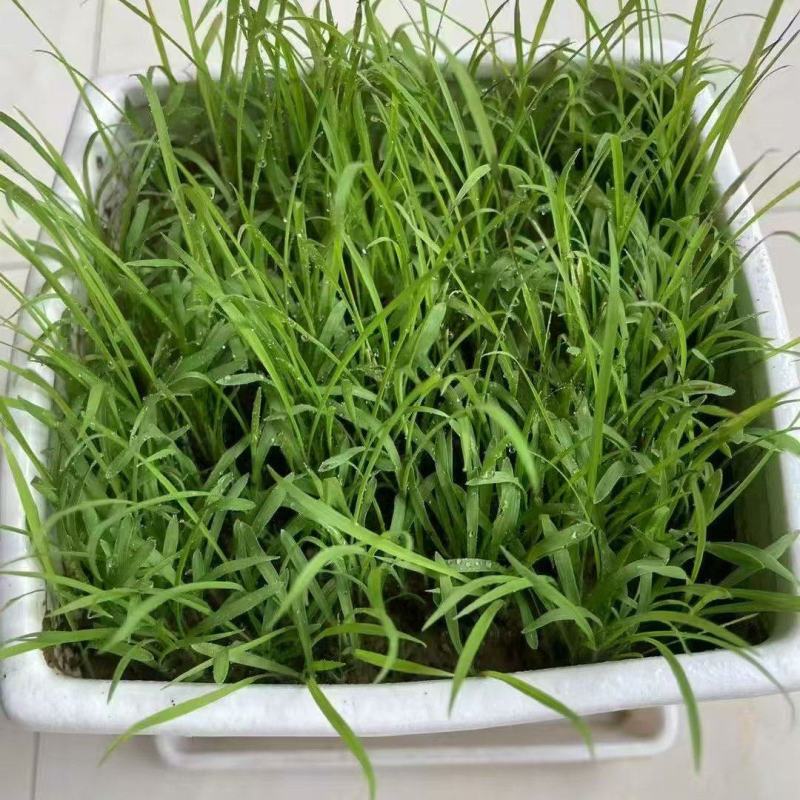 百喜草种籽快速复绿百喜草种子耐高温护坡固土工程绿化
