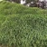 百喜草种籽快速复绿百喜草种子耐高温护坡固土工程绿化