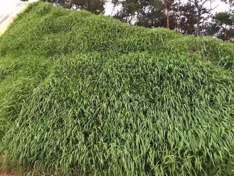 百喜草种籽快速复绿百喜草种子耐高温护坡固土工程绿化