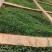百喜草种籽快速复绿百喜草种子耐高温护坡固土工程绿化