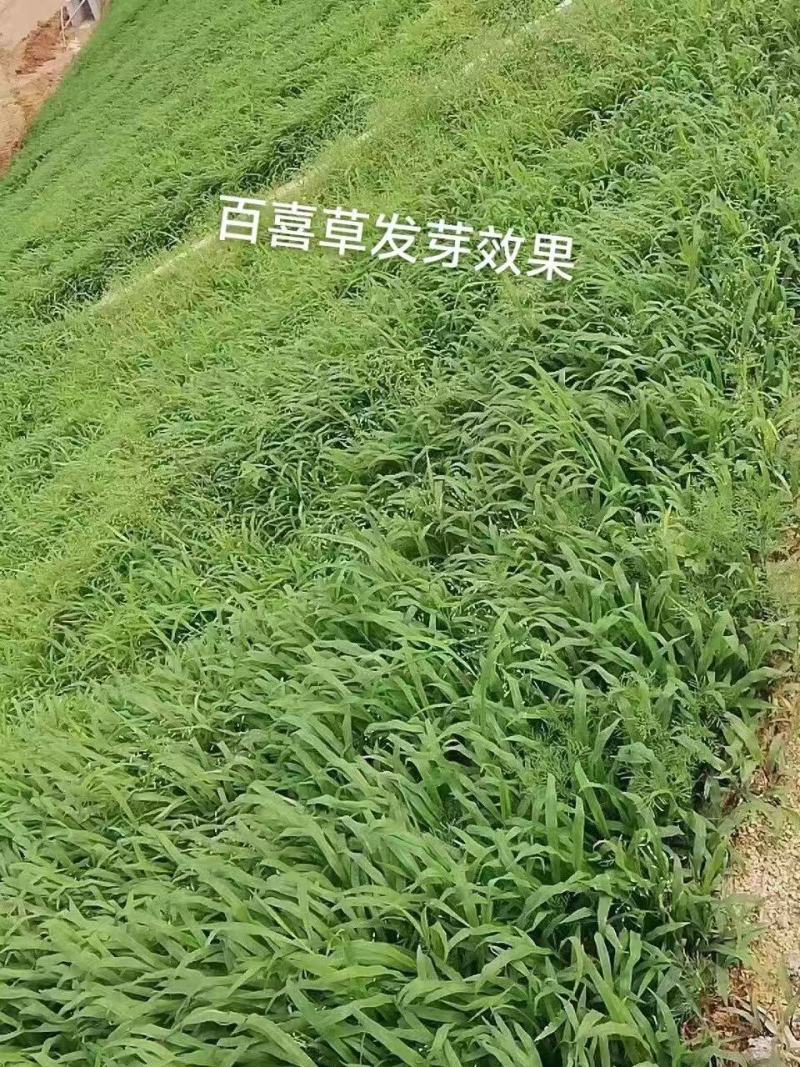 百喜草种籽快速复绿百喜草种子耐高温护坡固土工程绿化