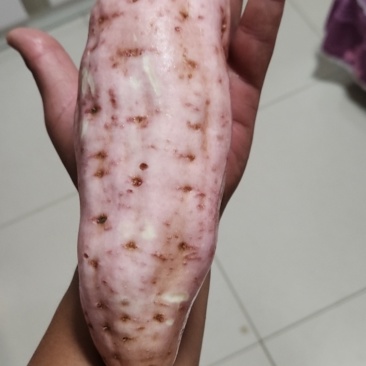 红薯