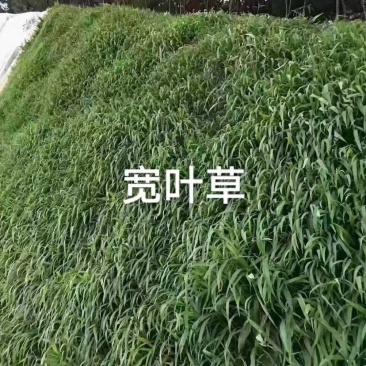 宽叶草护坡复绿草籽耐热耐旱固土保水复绿**