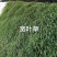 宽叶草护坡复绿草籽耐热耐旱固土保水复绿**
