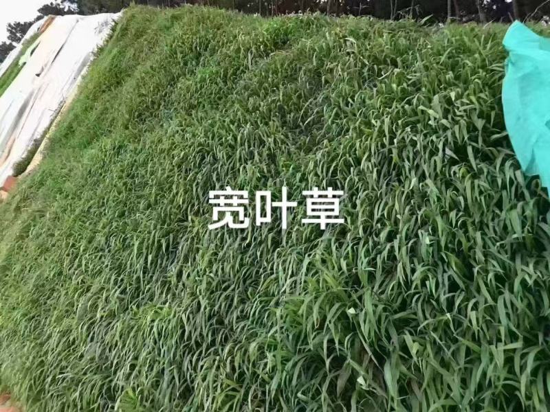 宽叶草护坡复绿草籽耐热耐旱固土保水复绿**
