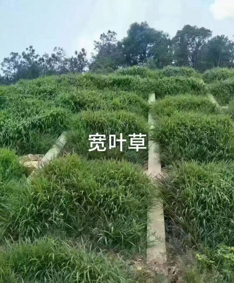 宽叶草护坡复绿草籽耐热耐旱固土保水复绿**