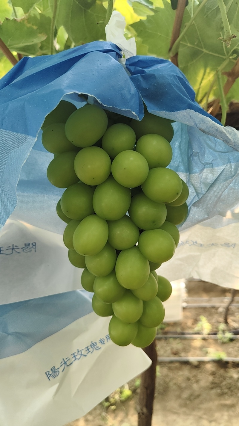 阳光玫瑰葡萄