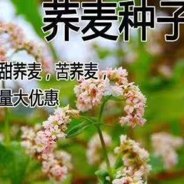 老品种甜荞麦苦荞麦种子喂养牛羊家禽的优质牧草
