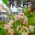 老品种甜荞麦苦荞麦种子喂养牛羊家禽的优质牧草