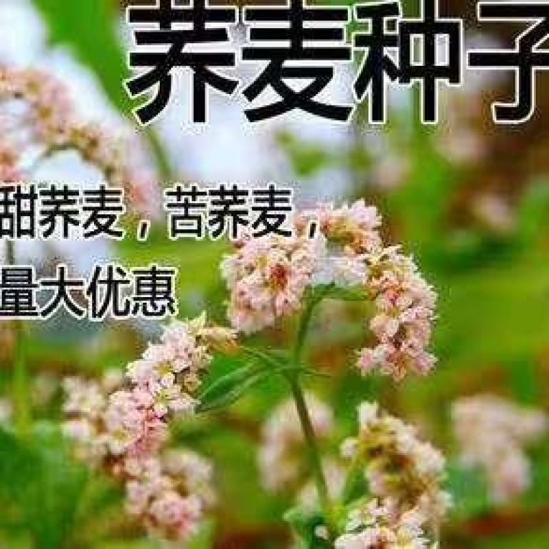 老品种甜荞麦苦荞麦种子喂养牛羊家禽的优质牧草