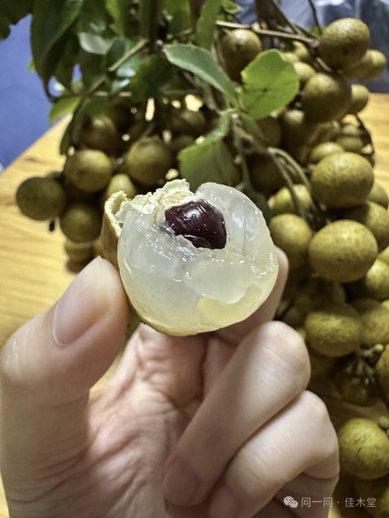 石硖龙眼