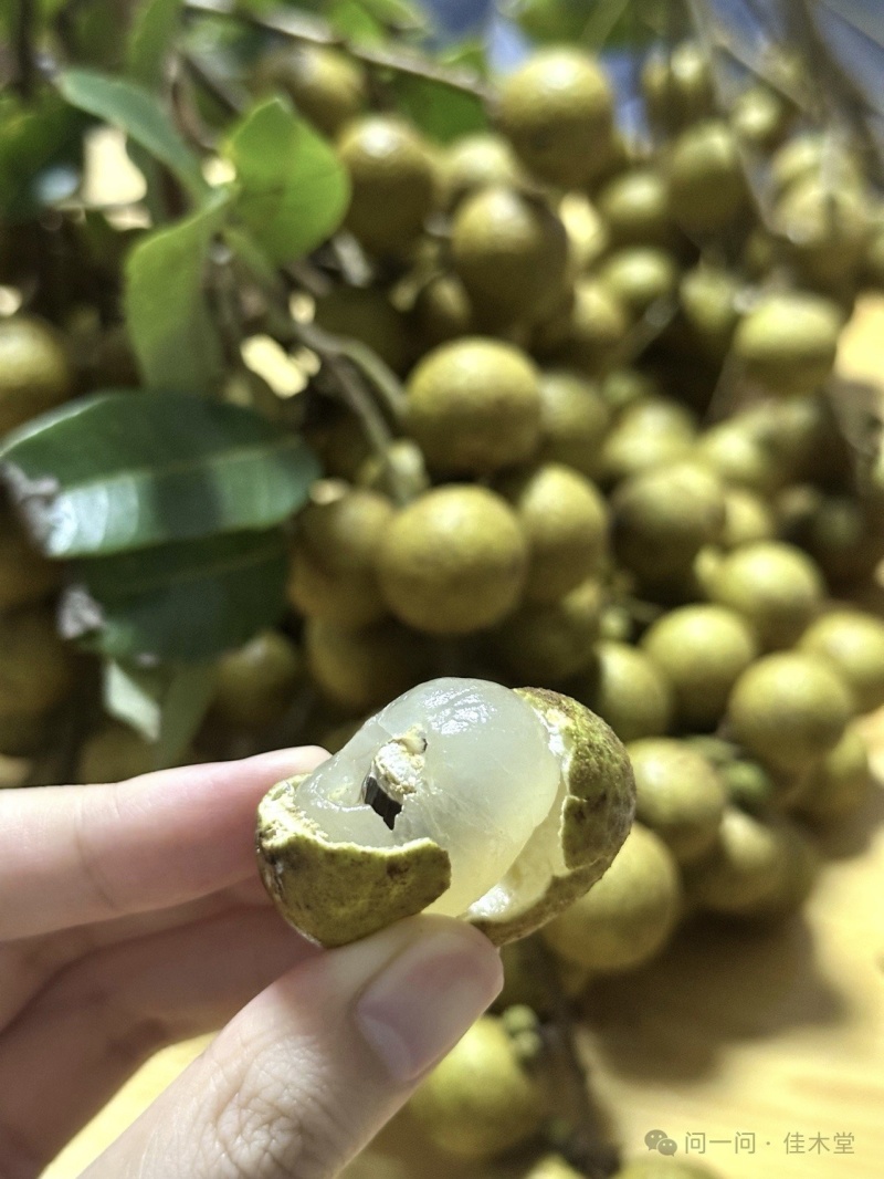 石硖龙眼