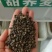 老品种甜荞麦苦荞麦种子喂养牛羊家禽的优质牧草