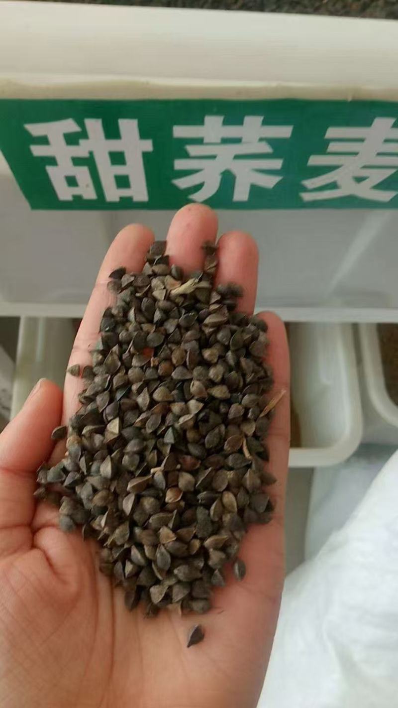 老品种甜荞麦苦荞麦种子喂养牛羊家禽的优质牧草