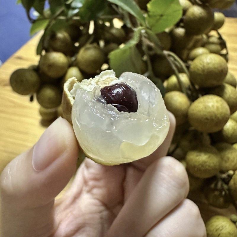 石硖龙眼