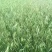燕麦牧草种籽饲养用燕麦种子养殖牛羊鱼牧草种子燕麦草籽耐旱